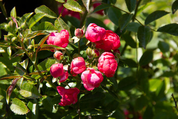 garden roses flower close up