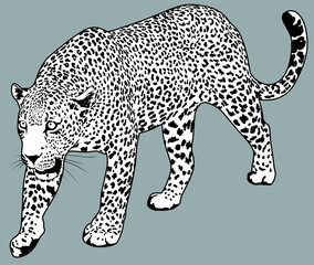 Leopard vector detailed illustration. Jaguar drawing © Daria DD