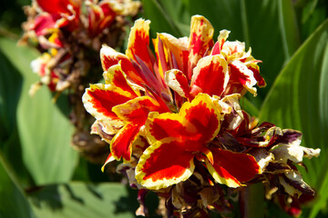A red garden flower. Summer garden.