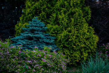 Coniferous greenery in the garden
