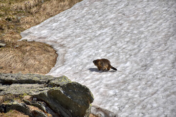 Murmeltier, Murmeltiere, Mankei, Munggen, Nagetier, Erdhörnchen, Marmotini, Murmel,...