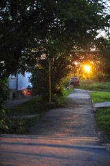 Sunset glow through the foliage