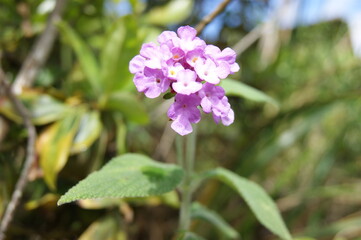 Flor