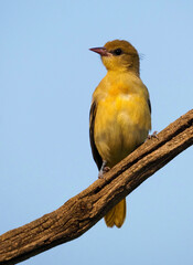 Immature Northern Baltimore Oriole (Icterus galbula) perched on a tree stump searching for food.