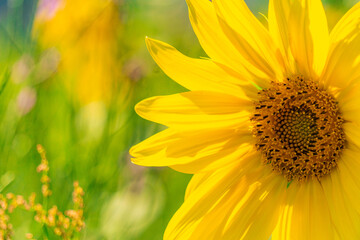 young yellow sunflower on blurred bright background