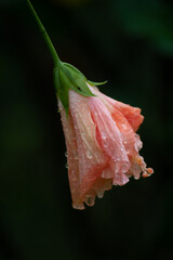 red and yellow flower