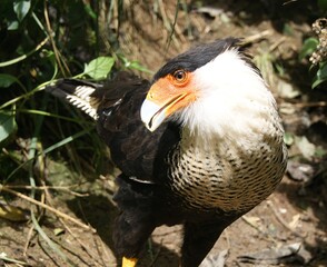 Caracara
