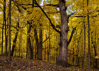 640-50 Autun Forest, Hammel Woods