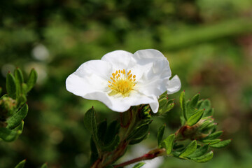 Blüte eines weißen Fingerstrauchs