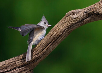 Tufted Titmouse (Baeolophus bicolor) perched on a tree stump searching for seeds and bugs.