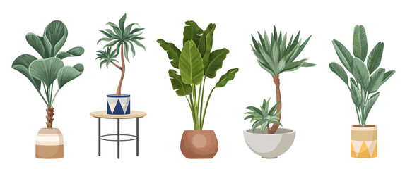 Fototapeta na wymiar Set of Potted Palm Trees Ficus, Banana and Dracaena Domestic Plants in Modern Flowerpots and Table. Tropical Palms