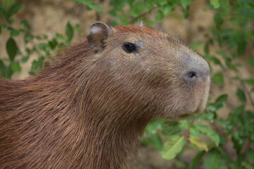 Closeup side on portrait of Capybara (Hydrochoerus hydrochaeris) head looking straight at camera, Bolivia.