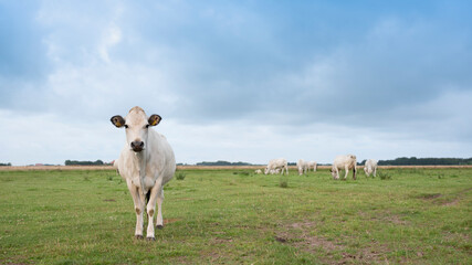 herd of white cows on the island of texel under blue sky with clouds in summer