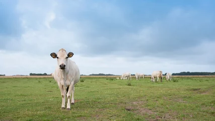 Foto auf Leinwand herd of white cows on the island of texel under blue sky with clouds in summer © ahavelaar