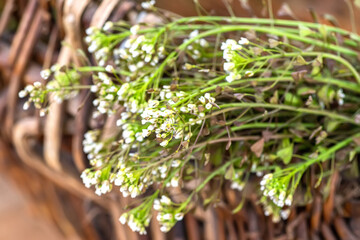 Bunch of shepherds purse,old wicker basket with for preparation of non-traditional medicine of bursa pastoris medicinal herbs. Homeopathy medicine.