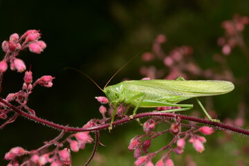 Insekten 16