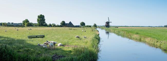 sheep in meadow near canal and windmill between hoorn and alkmaar in dutch province of noord holland