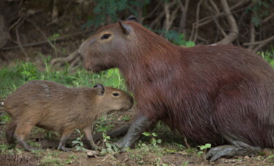 Closeup portrait of mother and baby Capybara (Hydrochoerus hydrochaeris) resting together on riverbank, Bolivia.