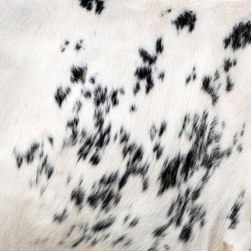 black and white part of cowhide seen in closeup
