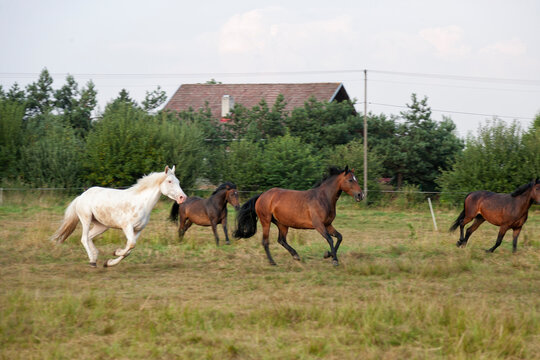 Side view of group young horses galloping in the pasture lighting by the sun, side view, outdoor image