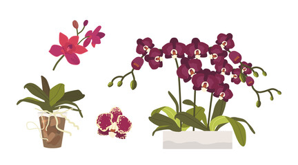 Set of Cartoon Orchids, Buds, Leaves and Roots in Flowerpots. Tropic or Domestic Blossoms, Beautiful Blooming Flora