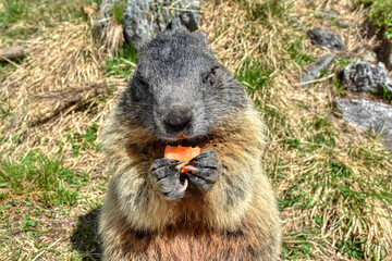 Murmeltier, Murmeltiere, Mankei, Munggen, Nagetier, Erdhörnchen, Marmotini, Murmel,...