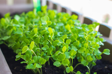 Young plant in box on the balcony. Young basil in greenhouse. Micro greens close up. Basil leevas in container. Organic food concept. Healthy herbs. Basil in soil. Home farming concept. 