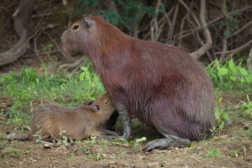 Closeup portrait of mother and baby Capybara (Hydrochoerus hydrochaeris) feeding on riverbank, Bolivia.