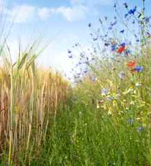 Foto auf Acrylglas corn field and summer flowers under blue sky on the dutch island of texel under blue summer sky © ahavelaar