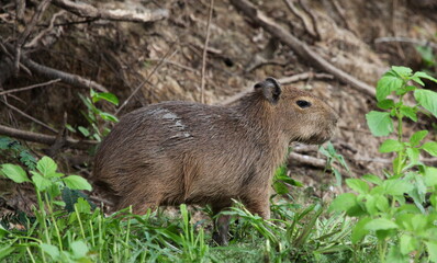 Closeup side on portrait of baby Capybara (Hydrochoerus hydrochaeris) sitting on riverbank, Bolivia.