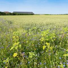 Gardinen corn field and summer flowers under blue sky on the dutch island of texel under blue summer sky © ahavelaar