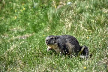 Murmeltier, Murmeltiere, Mankei, Munggen, Nagetier, Erdhörnchen, Marmotini, Murmel,...