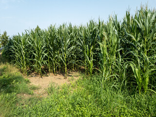 piante di granoturco