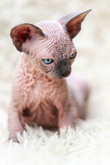 Portrait of funny Canadian Sphynx Cat kitten with big blue eyes sitting on white carpet with long pile. Close-up view of hairless female kitten.
