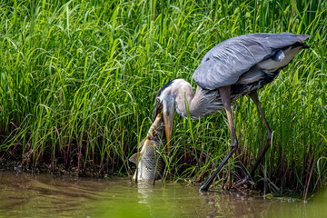 Great Blue Heron Eating a Large Fish