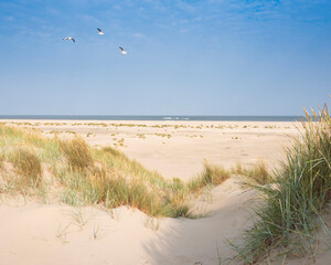 dunes et plage sur l& 39 île néerlandaise de texel aux beaux jours avec ciel bleu