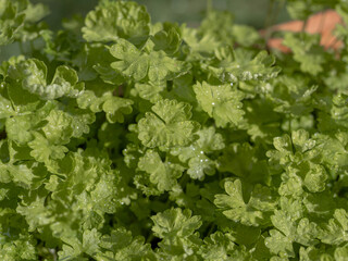 Parsley grows in the garden. It is grown outdoors in the garden area. Green background of parsley leaves, top view close-up