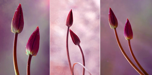Tulipani viola 