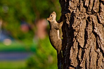Red Squirrel feeding, playing, and climbing among Large Elm Trees and on the Ground in Canyon, Texas in the Panhandle near Amarillo, Summer of 2021. 
 - Powered by Adobe