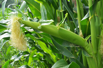 A cob grows on a young corn stalk