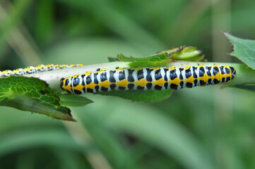 In nature, the plant caterpillars butterfly Cucullia (Cucullia) pustulata