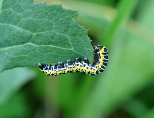 In nature, the plant caterpillars butterfly Cucullia (Cucullia) pustulata