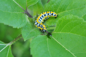 In nature, the plant caterpillars butterfly Cucullia (Cucullia) pustulata