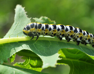 In nature, the plant caterpillars butterfly Cucullia (Cucullia) pustulata