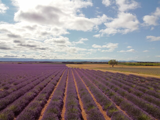 Touristic destination in South of France, aerial view on colorful lavender and lavandin fields in blossom in July on plateau Valensole, Provence.