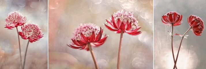 Czerwone kwiaty Astrantia 