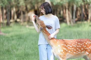 A girl feeding cute spotted deer bambi at petting zoo. Happy traveler girl enjoys socializing with...