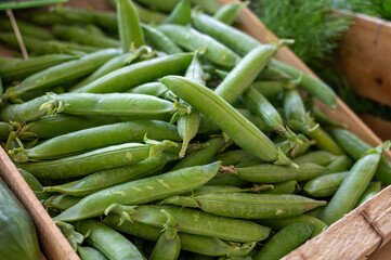 New harvest of green garden snap peas on weekly market in Provence, France
