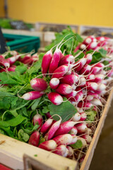 Fresh colorful summer radish on vegetables market in Provence, France