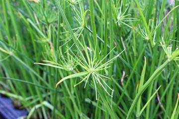 Closeup of cyperus papyrus or Nile Grass growing